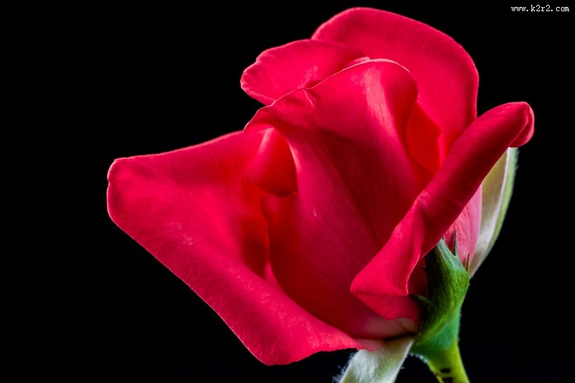 盛开的红色玫瑰花图片大全