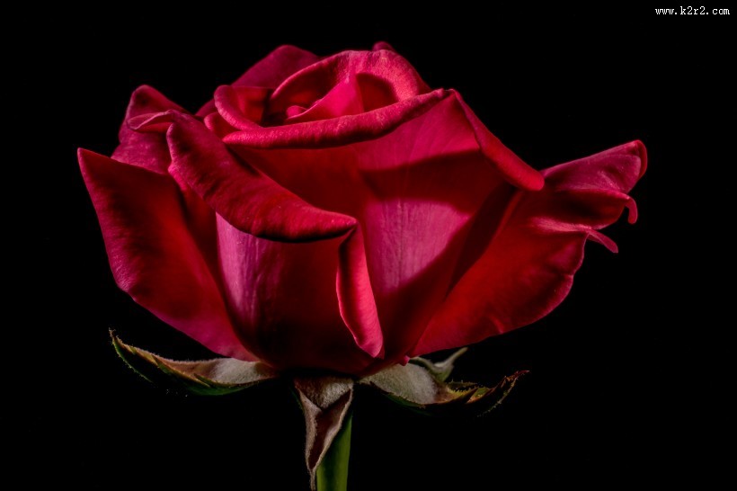 盛开的红色玫瑰花图片大全