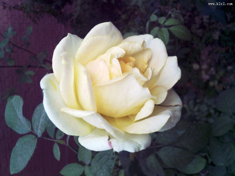 不同颜色的月季花图片大全