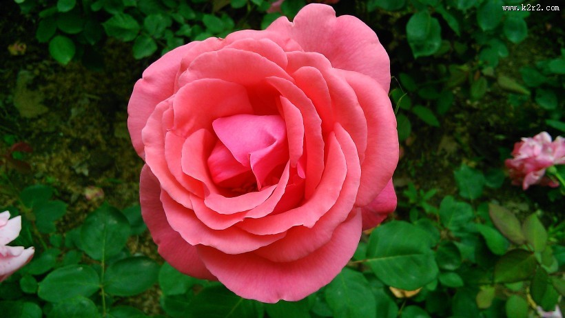 不同颜色的月季花图片大全