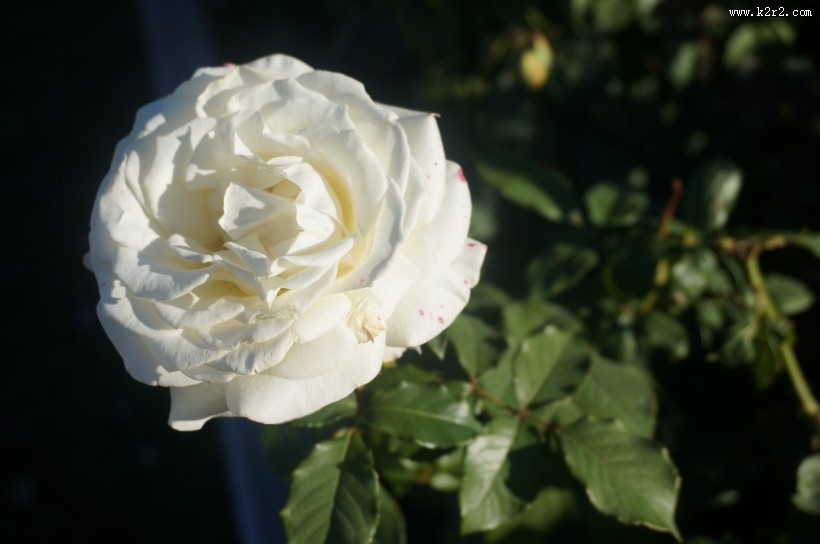 不同颜色的月季花图片大全