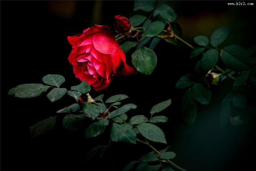 不同颜色的月季花图片大全