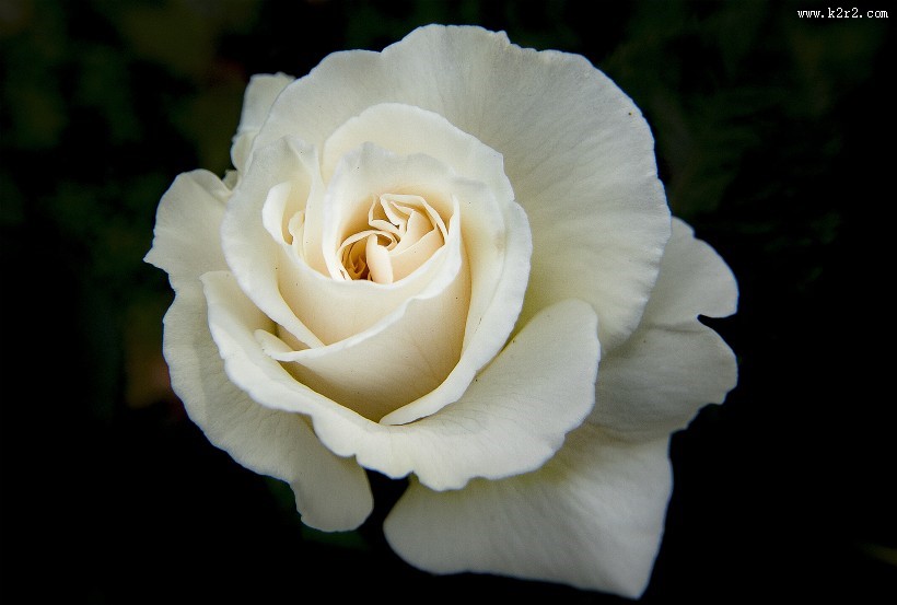 白色玫瑰图片大全