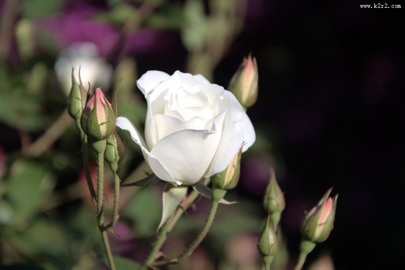 白色玫瑰图片大全