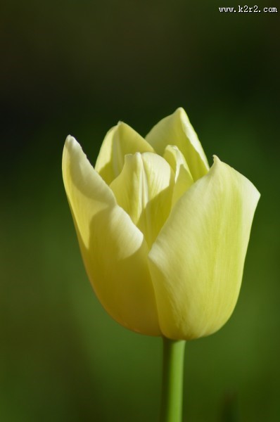 黄色郁金香图片