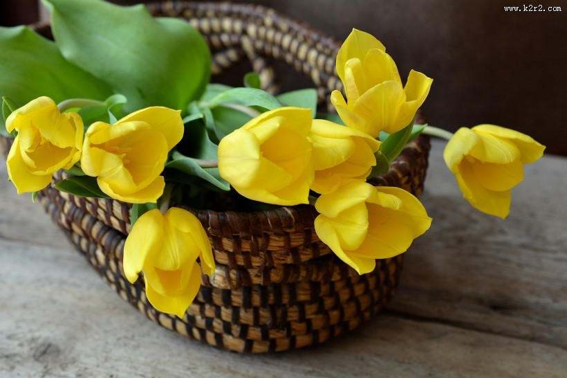 黄色郁金香图片