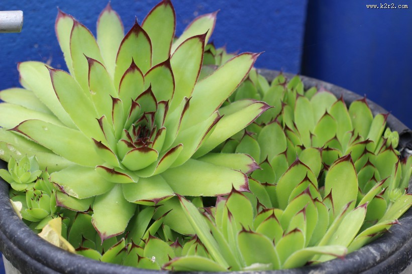 可爱漂亮的多肉植物盆栽图片