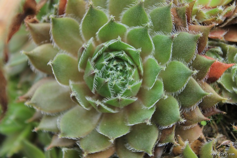 可爱漂亮的多肉植物盆栽图片