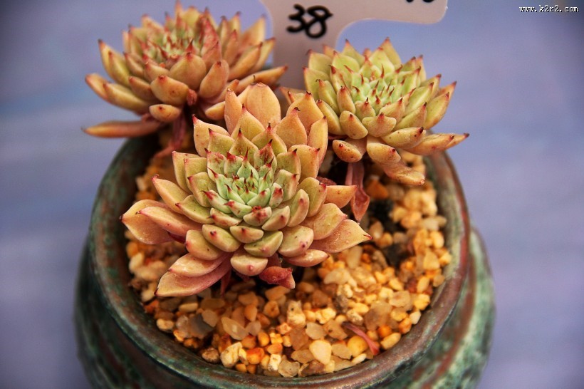 可爱漂亮的多肉植物盆栽图片