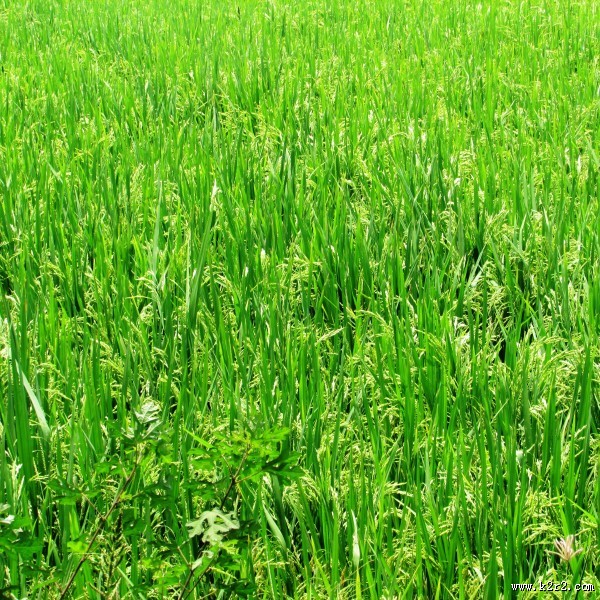 水稻稻田高清图片