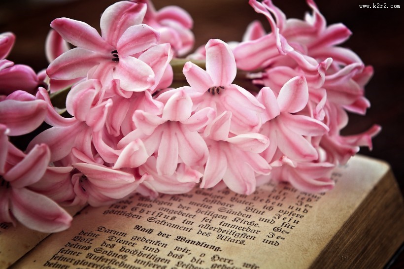 唯美粉色风信子摄影图片