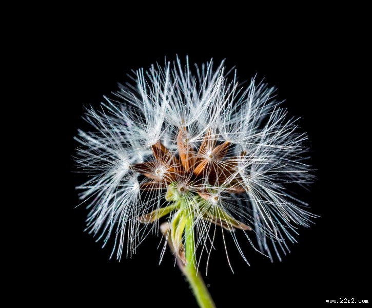 蒲公英高清图片大全