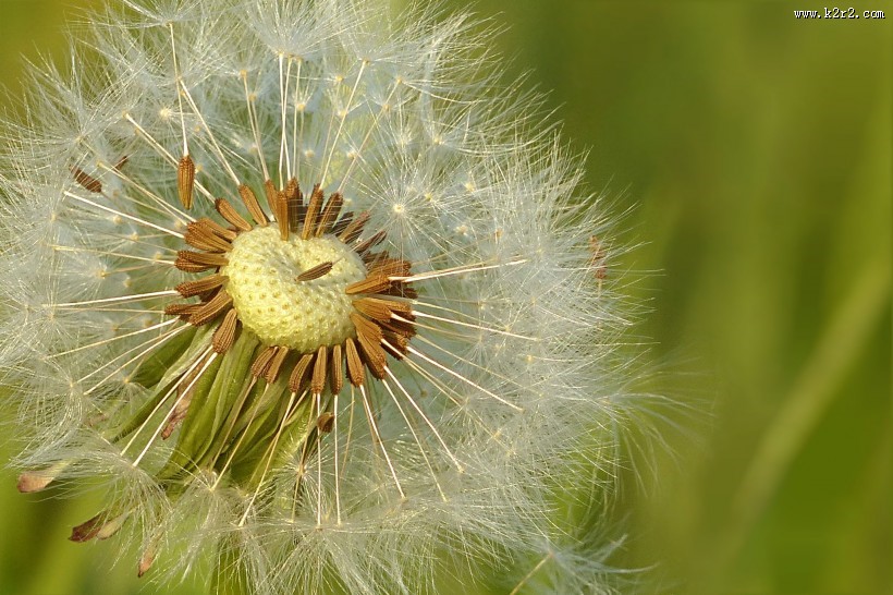 蒲公英高清图片大全