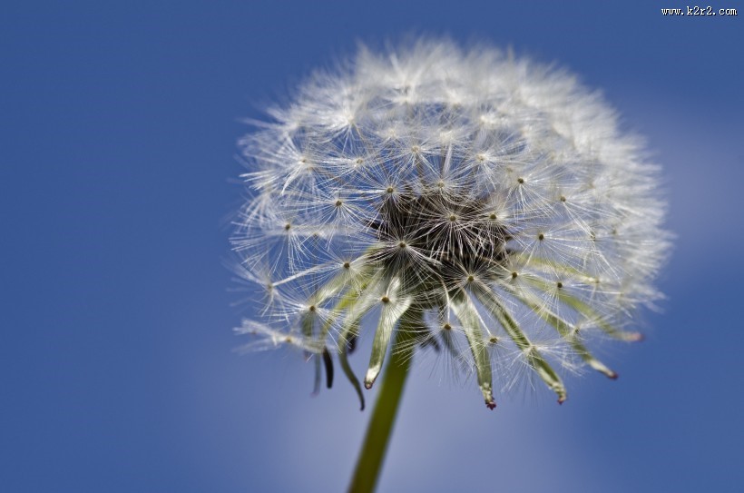 蒲公英高清图片大全