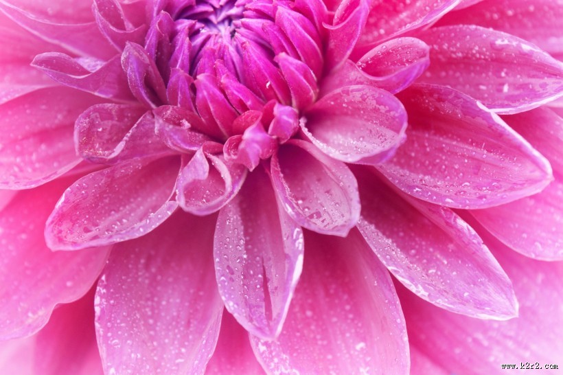 温暖的大丽花图片