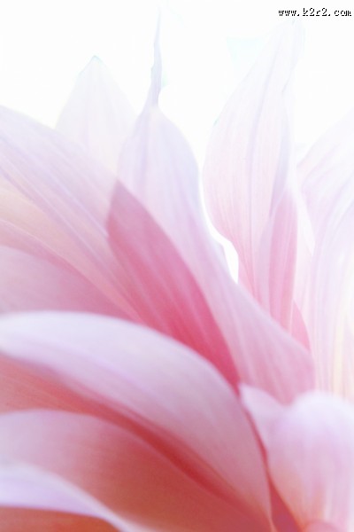 温暖的大丽花图片