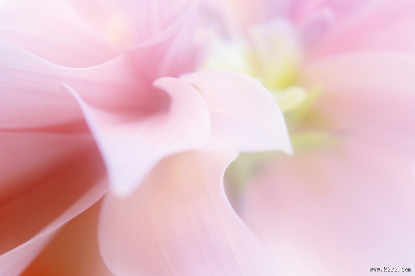 温暖的大丽花图片