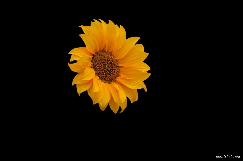 向日葵图片
