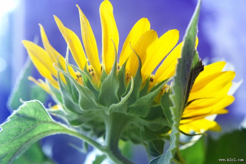 向日葵图片