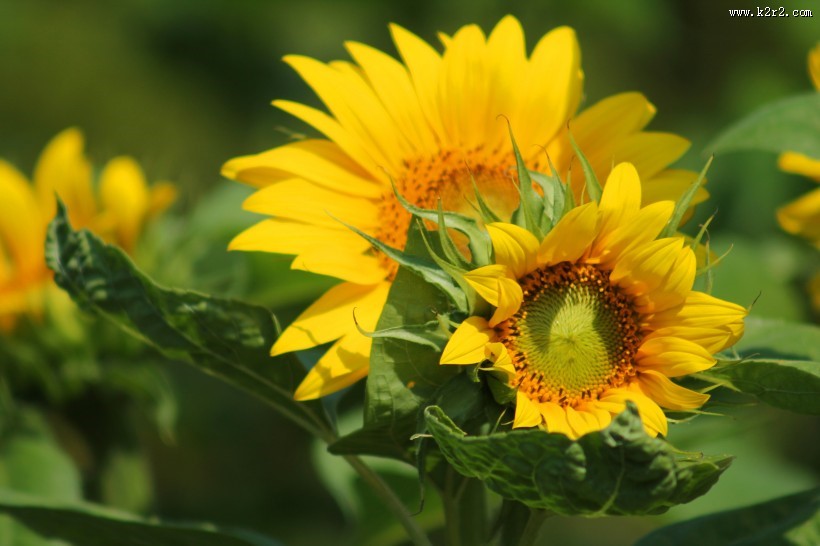 高清向日葵花图片