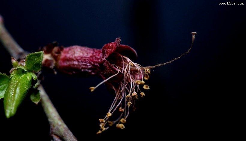 漂亮的鲜花花蕊图片