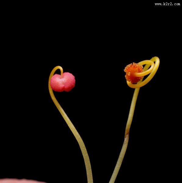漂亮的鲜花花蕊图片