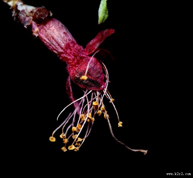 漂亮的鲜花花蕊图片