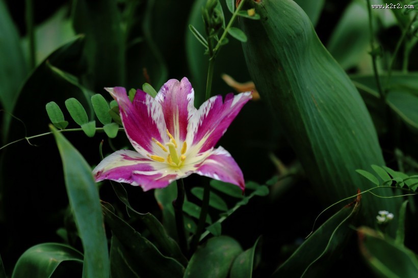 紫色郁金香图片