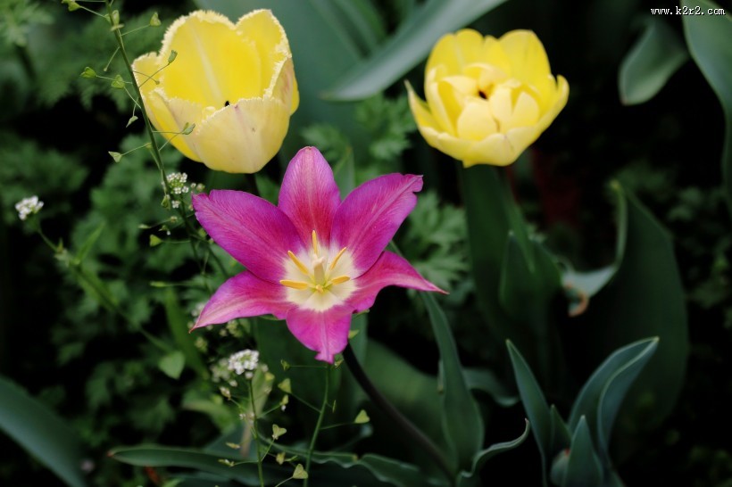 紫色郁金香图片