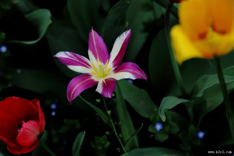 紫色郁金香图片