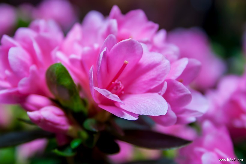 不同颜色的杜鹃花图片