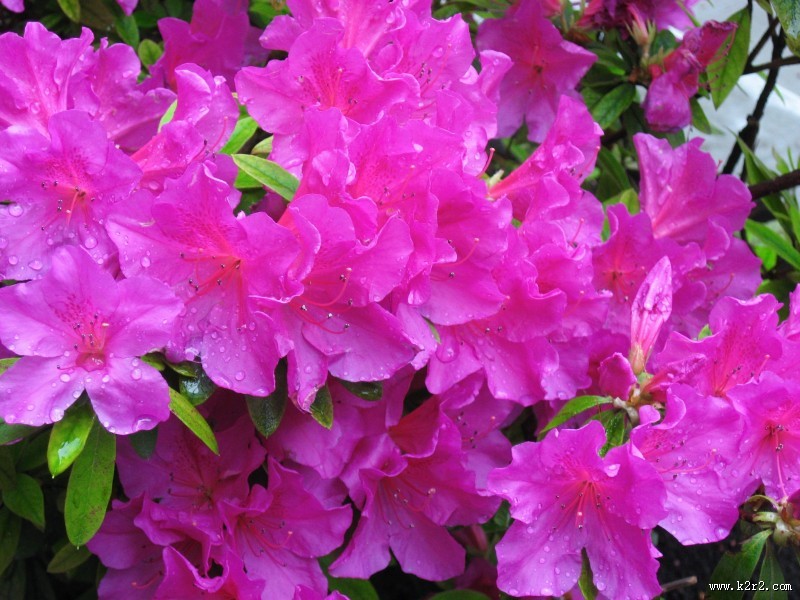 不同颜色的杜鹃花图片