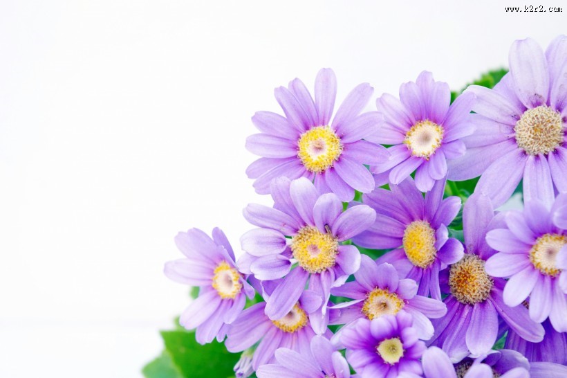 各种颜色的雏菊图片