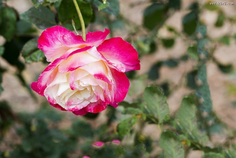 娇艳的玫瑰花图片