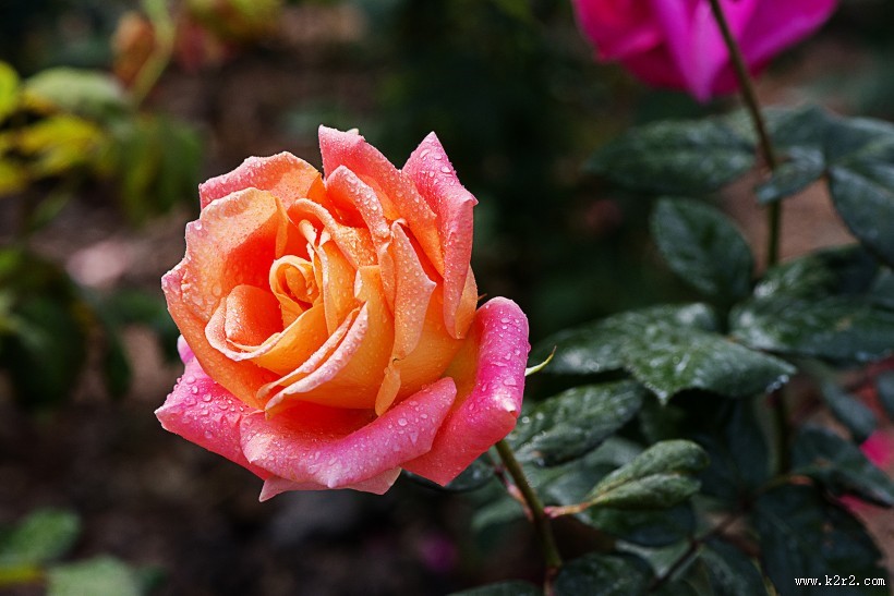 娇艳的玫瑰花图片