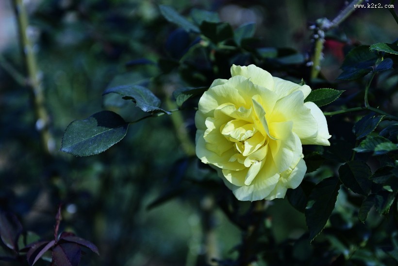 娇艳的玫瑰花图片