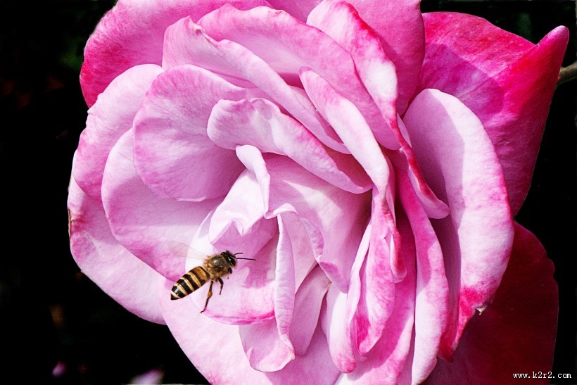 娇艳的玫瑰花图片