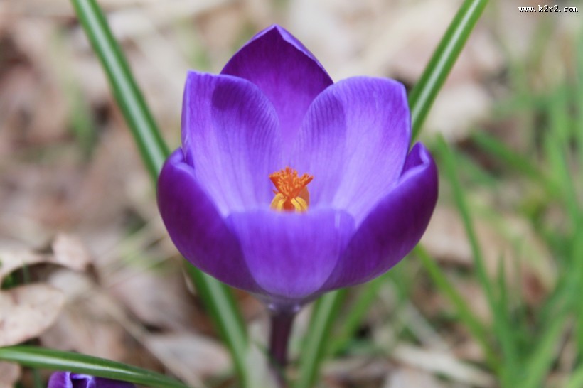 紫色番红花图片