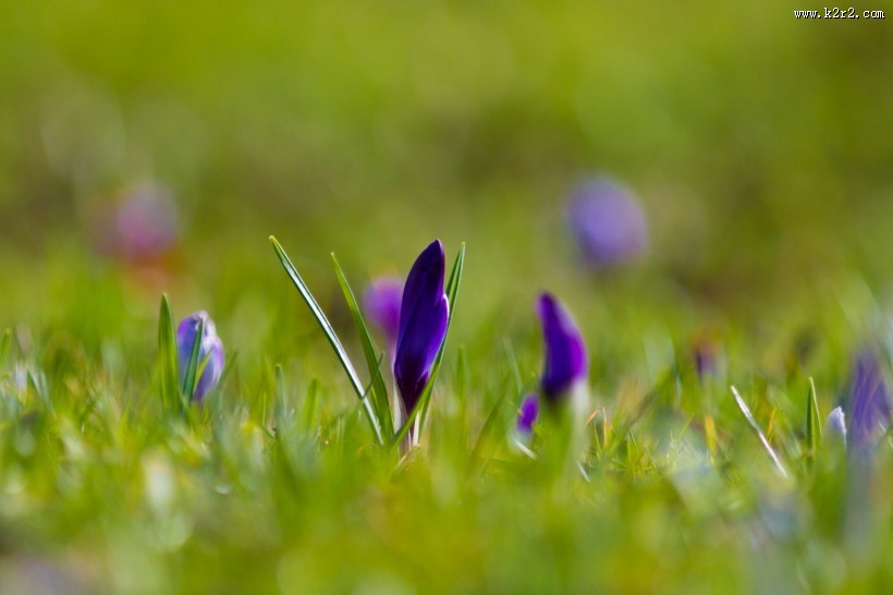 紫色番红花图片