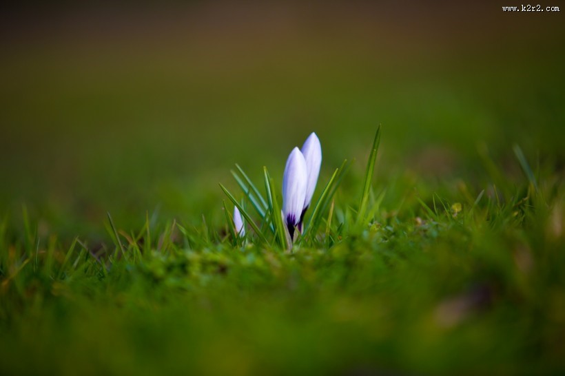 紫色番红花图片