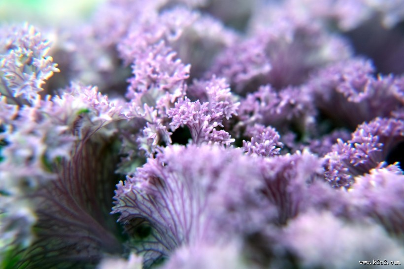 唯美羽衣甘蓝图片