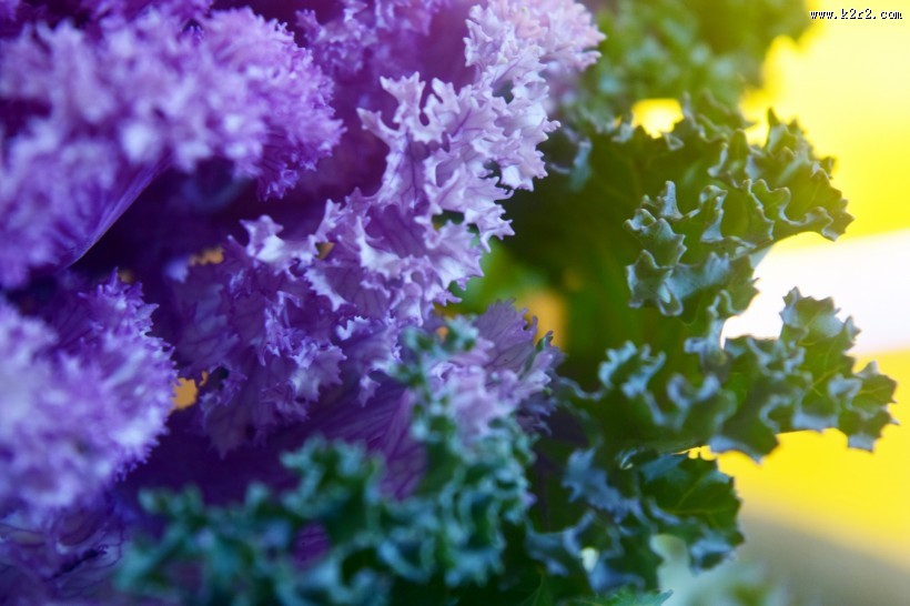 唯美羽衣甘蓝图片