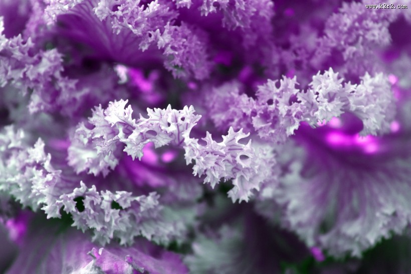 唯美羽衣甘蓝图片