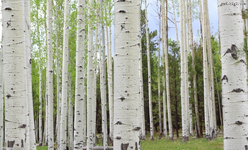 林间生机勃勃的树木图片
