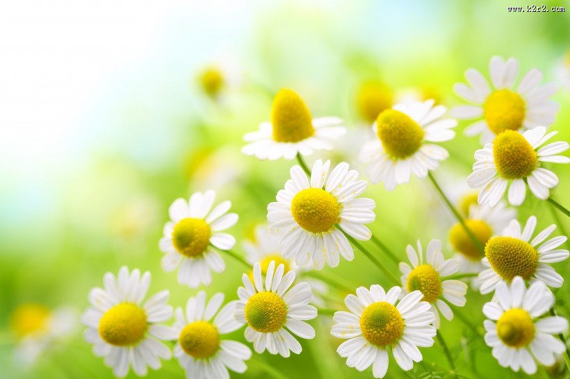 花丛中的花朵野花特写图片