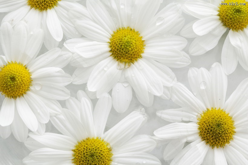 花丛中的花朵野花特写图片