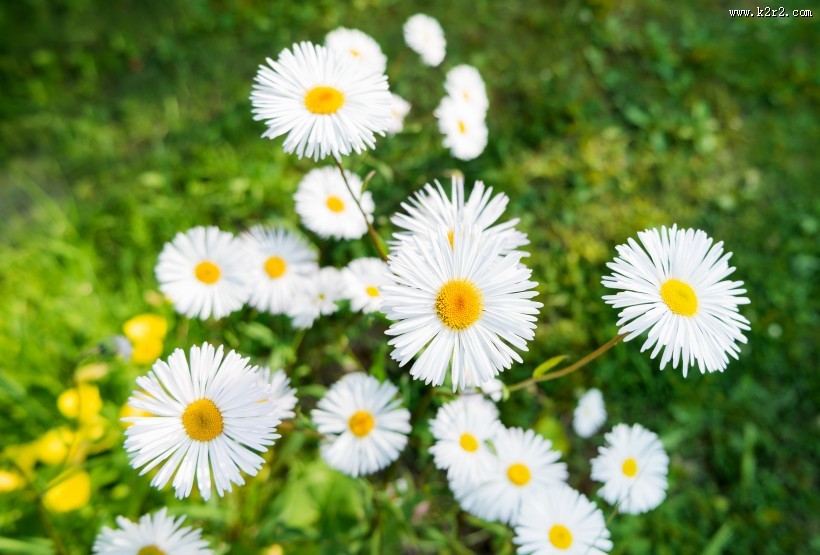 花丛中的花朵野花特写图片