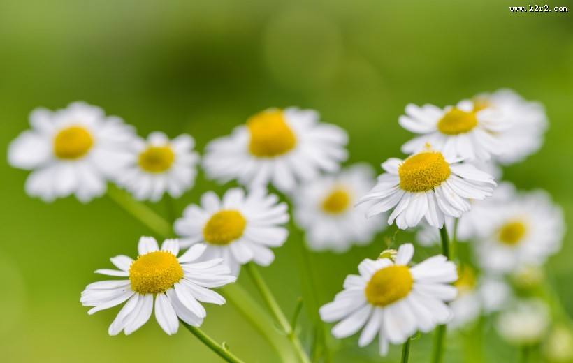 花丛中的花朵野花特写图片