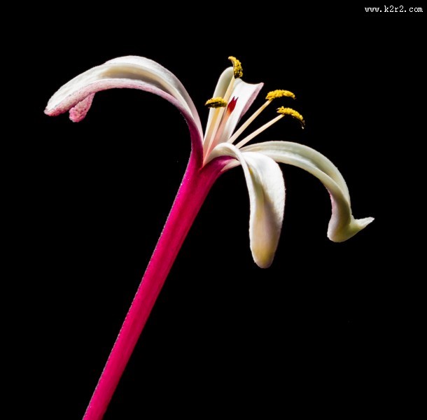 红色的金银花图片