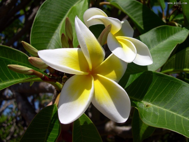美丽的素馨花图片大全